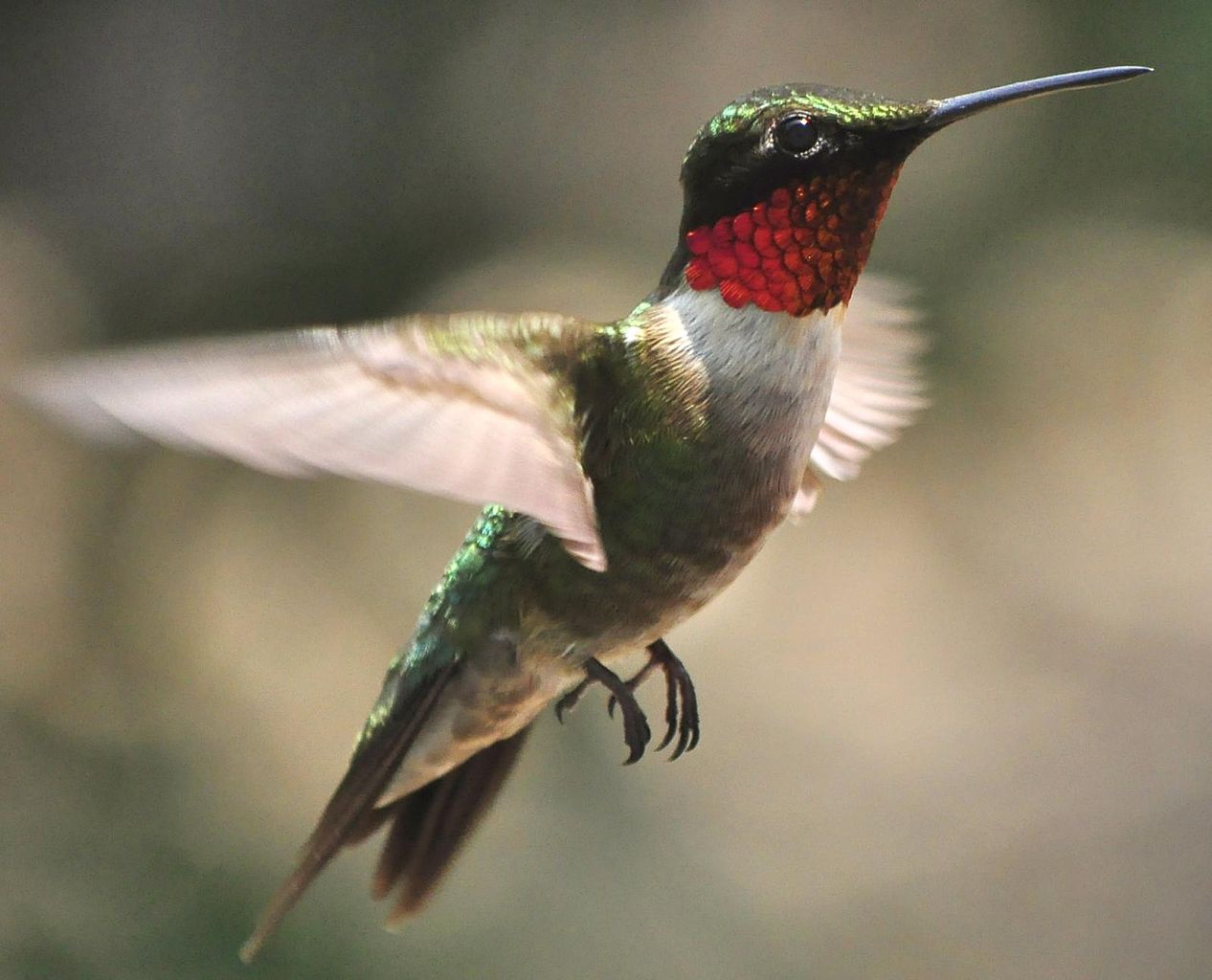 Colibriul cu gușă rubinie (Archilochus colubris), o pasăre migratoare