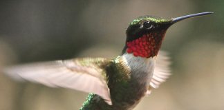 Colibriul cu gușă rubinie (Archilochus colubris), o pasăre migratoare