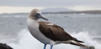 Corbul de mare albastru (Sula nebouxii), o specie care zboară în largul mării