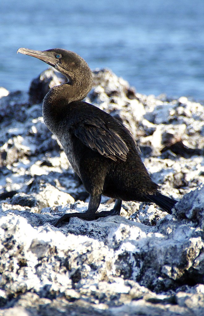 Cormoranul nezburător