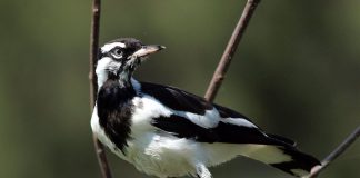 Coțofene-ciocârlii – Grallina Cyanoleuca, o specie care trăiește lângă râuri