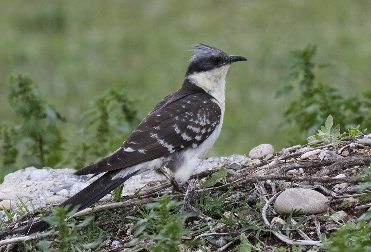 Cucul-gaiță (Clamator glandarius), o pasăre migratoare