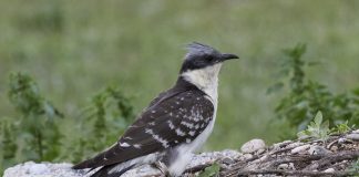 Cucul-gaiță (Clamator glandarius), o pasăre migratoare