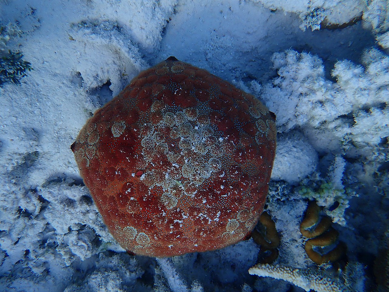 Culcita novaeguineae
