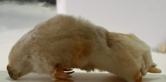 Cârtița cu pungă (Notoryctes typhlops), un săpător de nisip australian