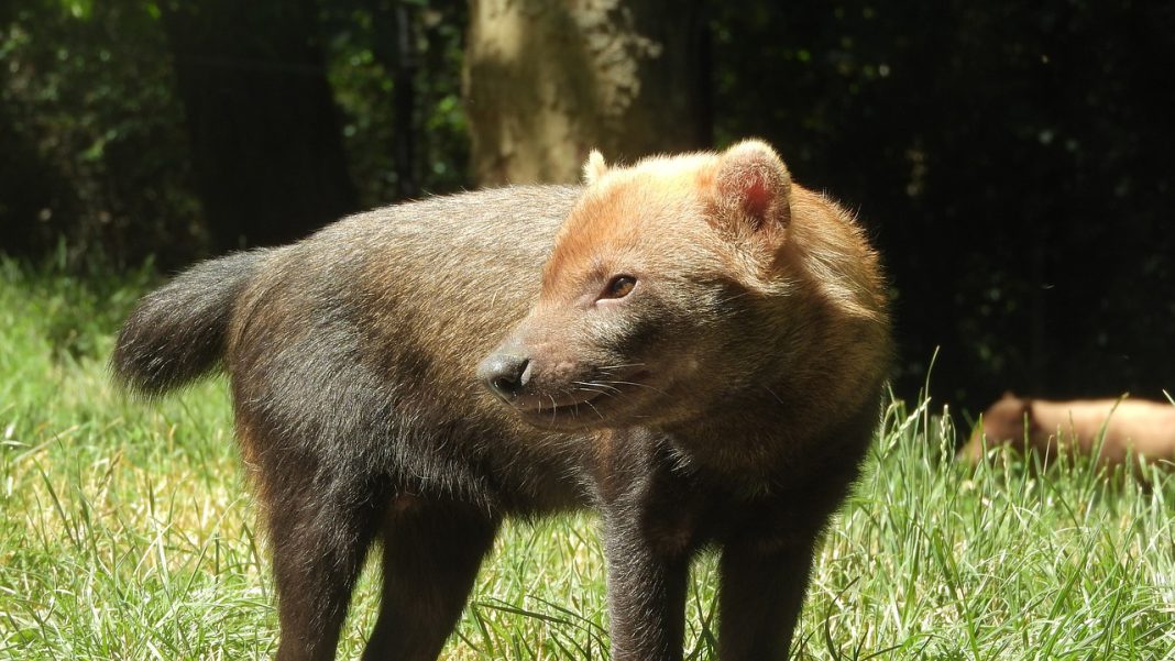 Căinele de tufiș (Speothos venaticus), un mamifer ce seamănă cu o vulpe