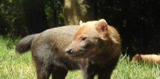 Căinele de tufiș (Speothos venaticus), un mamifer ce seamănă cu o vulpe