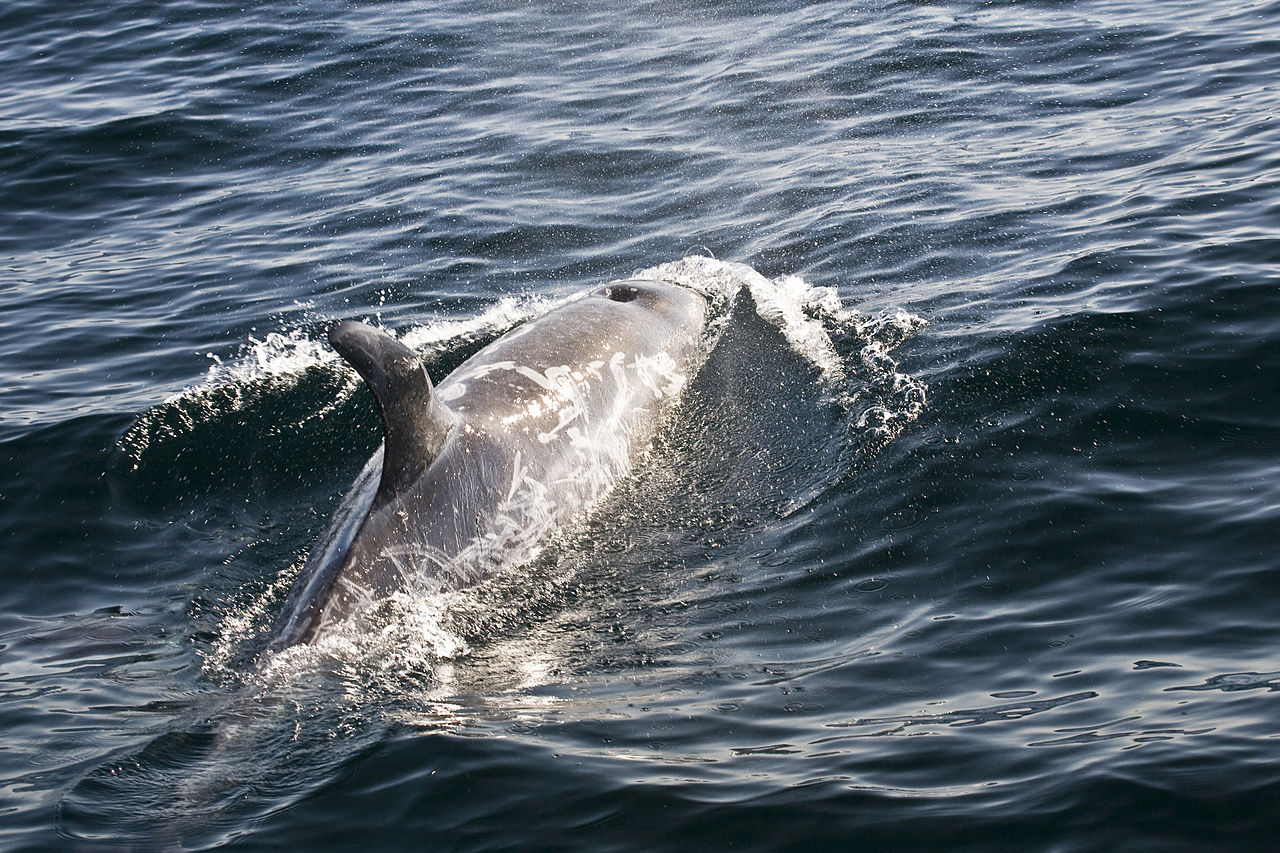 Delfinul lui Risso (Grampus griseus), o specie de cetacee ce înoată la adâncimi mari