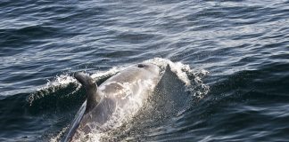 Delfinul lui Risso (Grampus griseus), o specie de cetacee ce înoată la adâncimi mari