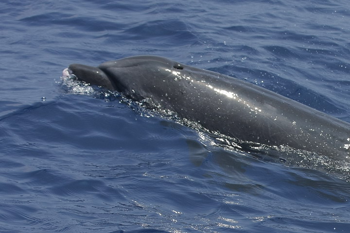 Dwarf sperm whale, Foto: cascadiaresearch.org