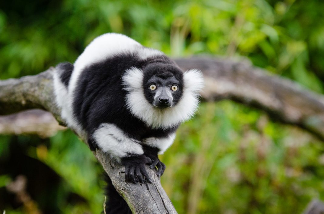 Endrina (Indri indri), specii de prosimieni care execută salturi foarte lungi