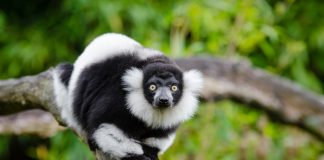 Endrina (Indri indri), specii de prosimieni care execută salturi foarte lungi