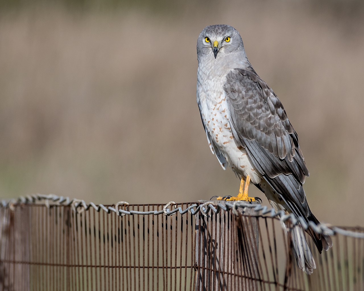 Eretele de câmp (Circus cyaneus), o specie de pradă ce migrează