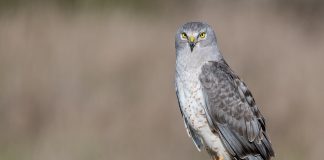 Eretele de câmp (Circus cyaneus), o specie de pradă ce migrează