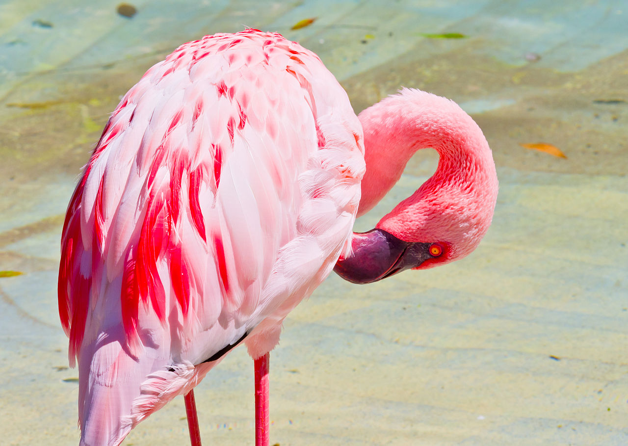 Flamingul pitic