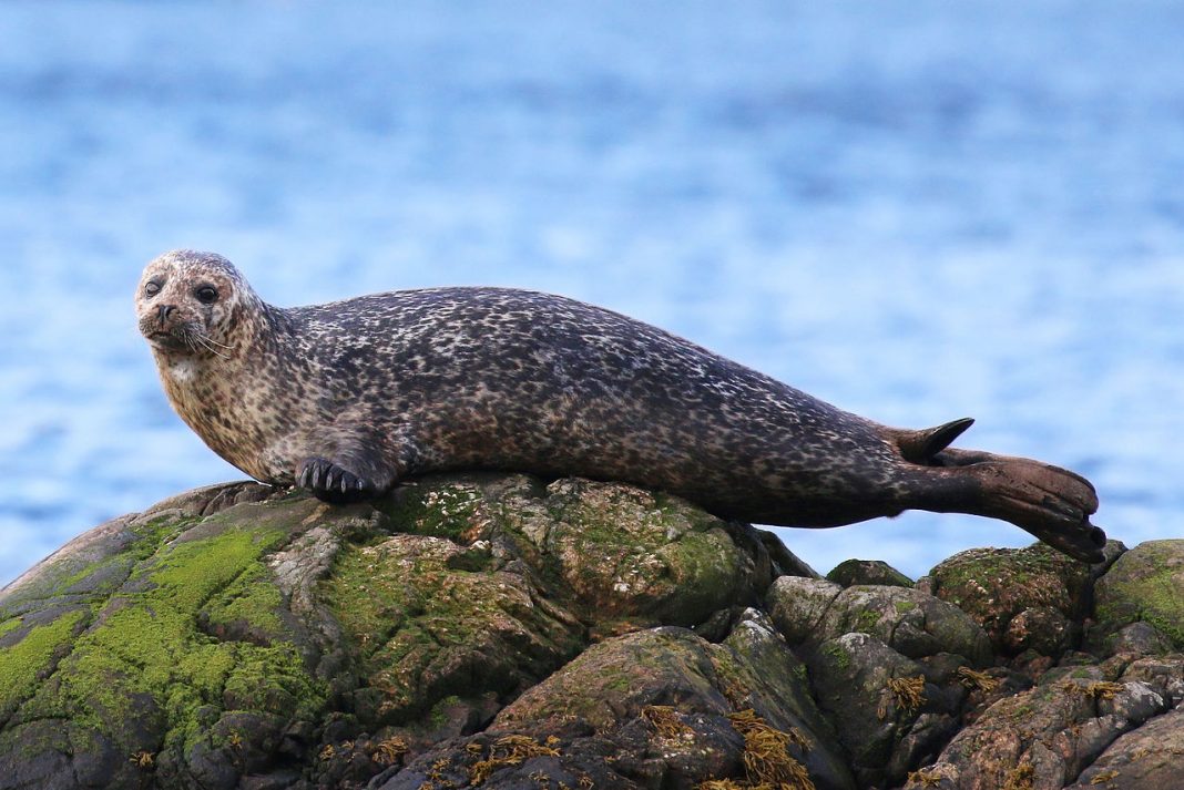 Foca comună (Phoca vitulina), o specie intens vânată Foca comună (Phoca vitulina), o specie intens vânată