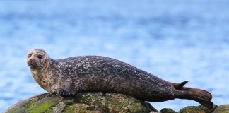 Foca comună (Phoca vitulina), o specie intens vânată
