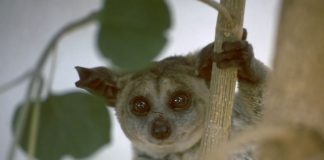 Galago crassicaudatus, cea mai mare specie de galgo din lume