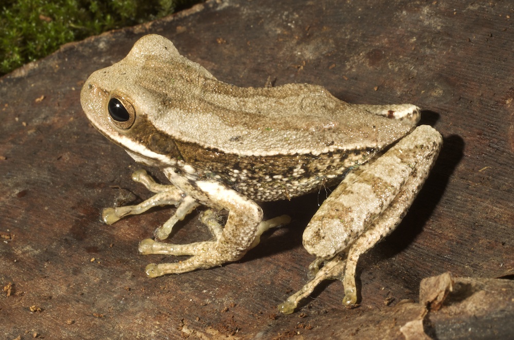 Gastrotheca monticola, Foto: zoologia.puce.edu.ec