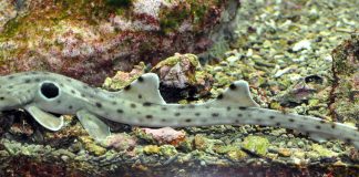 Hemiscyllium ocellatum – Rechinul orb din Marea Barieră de Corali