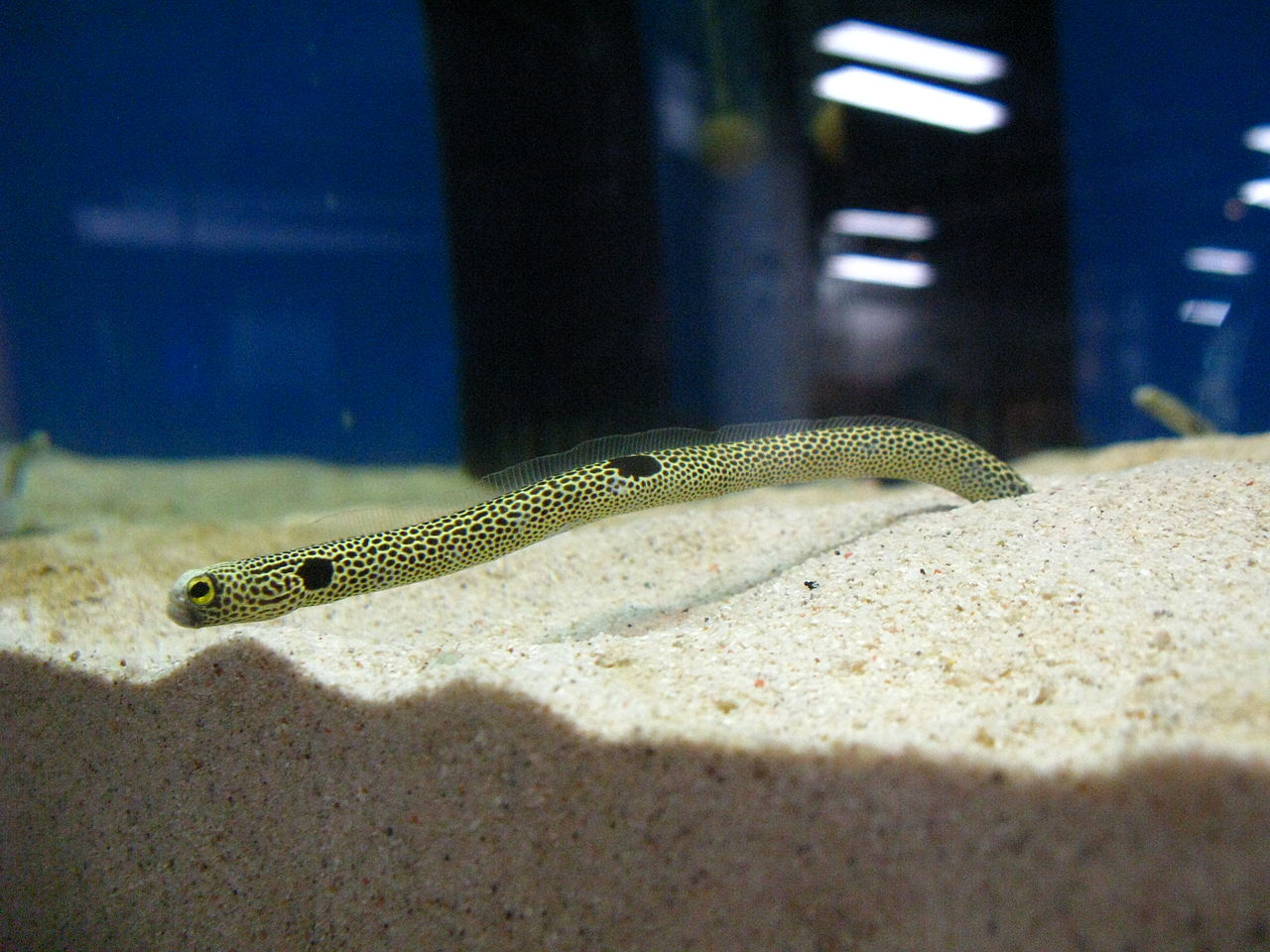 Heteroconger hassi
