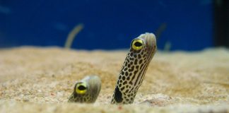 Heteroconger hassi, un țipar ce stă pe fundul mării