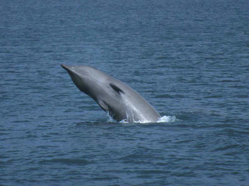 Hyperoodon ampullatus, Foto: marlin.ac.uk