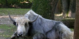 Iacul (Bos grunniens), cel mai bizar animal din Asia