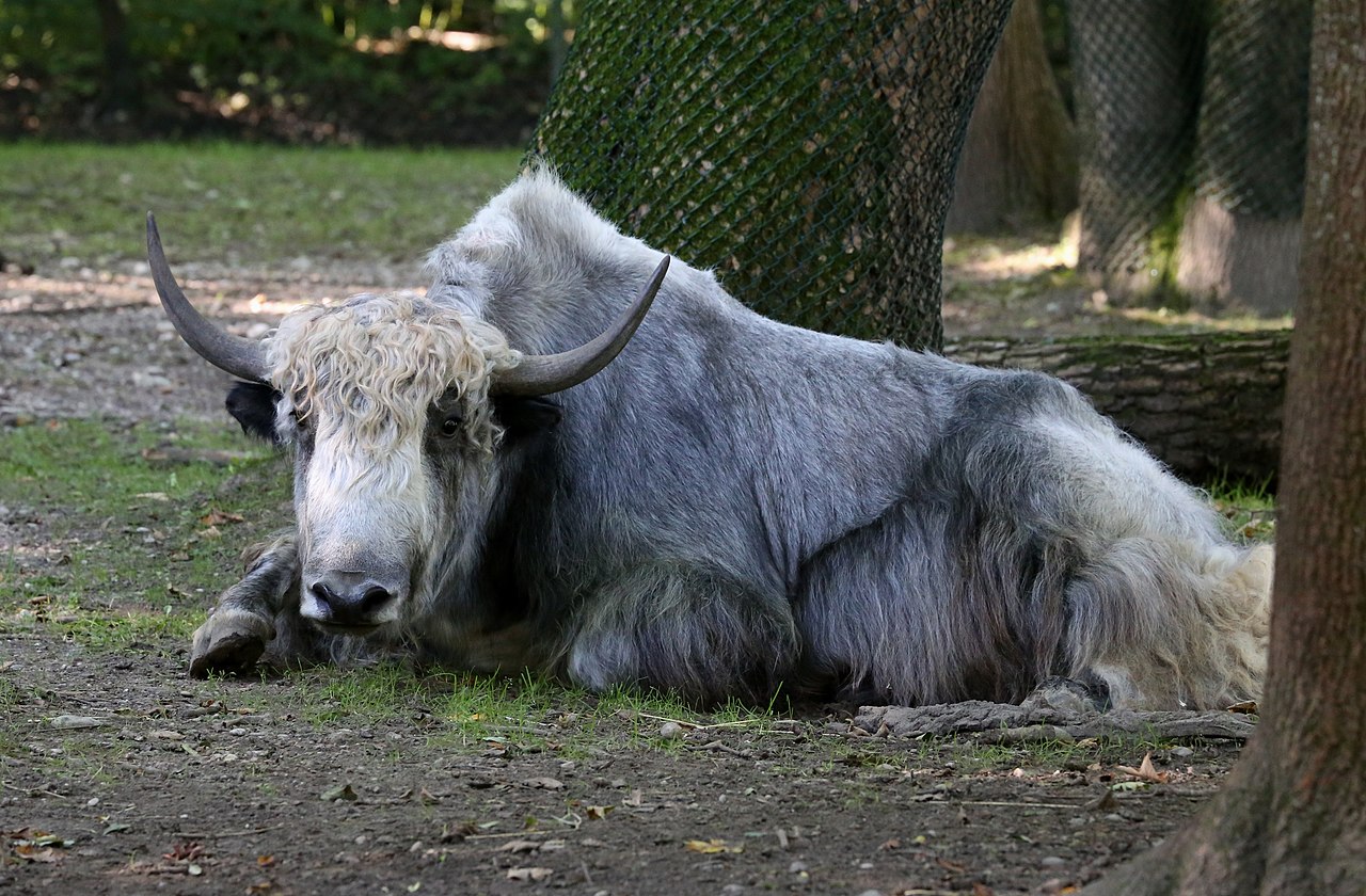 Iacul (Bos grunniens), cel mai bizar animal din Asia