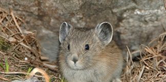 Iepurele șuierător (Ochotona princeps), rozătoare care trăiește în zonele cu climă rece