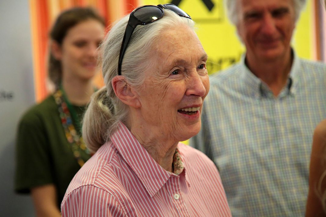 Jane Goodall