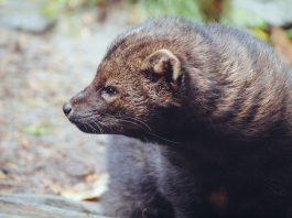 Jderul mare (Martes pennanti), o specie din America de Sud