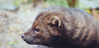 Jderul mare (Martes pennanti), o specie din America de Sud