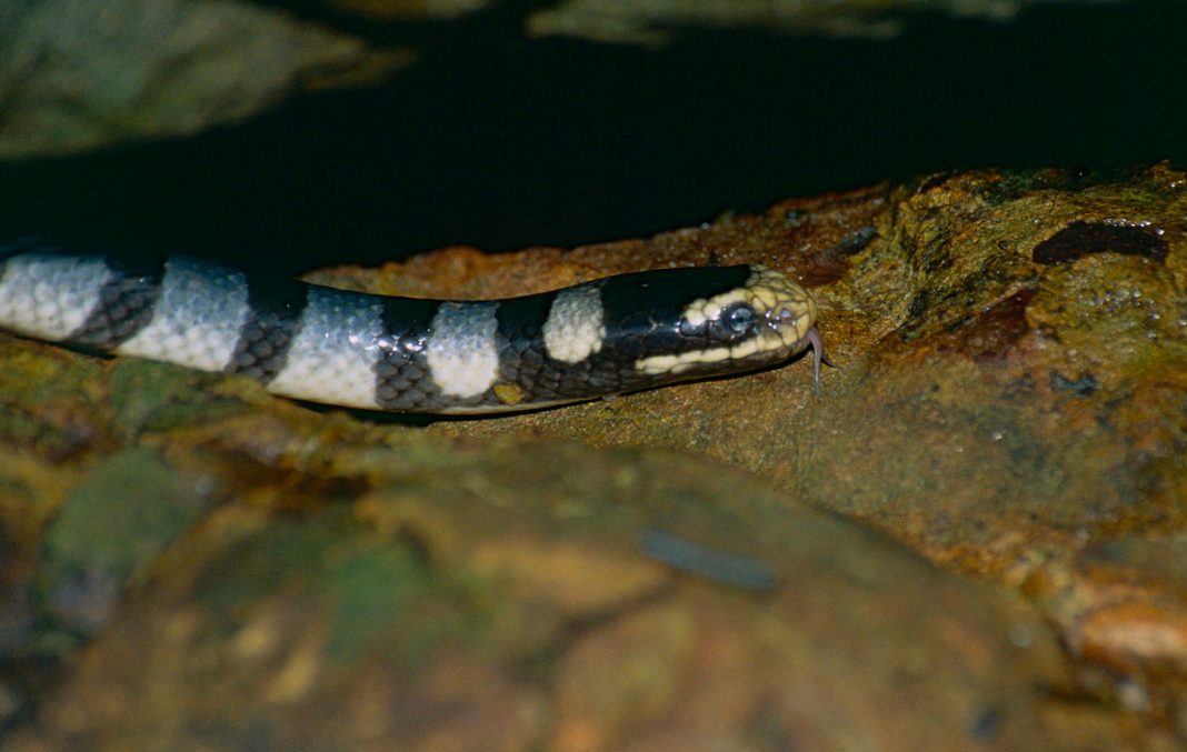Kraitul de mare (Laticauda colubrina), un șarpe de mare veninos Kraitul de mare (Laticauda colubrina), un șarpe de mare veninos