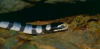 Kraitul de mare (Laticauda colubrina), un șarpe de mare veninos