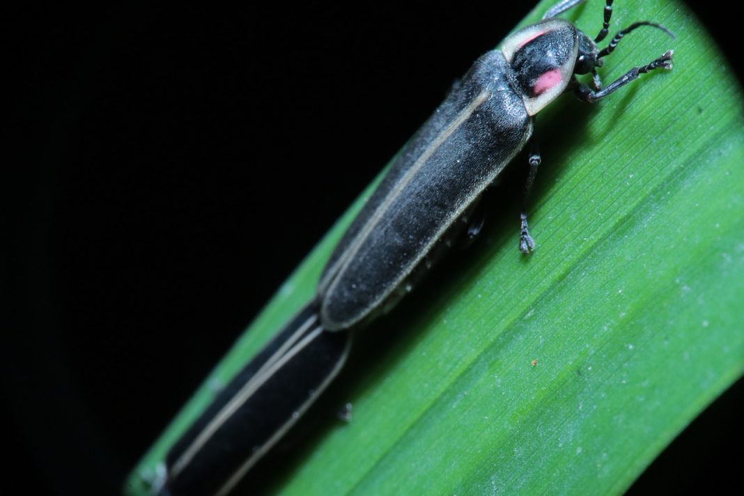 Licurici din familia Lampyridae, cunoscuți sub numele de gândaci luminători