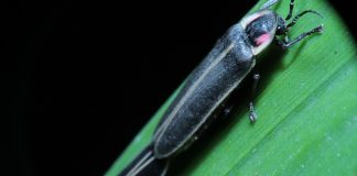 Licurici din familia Lampyridae, cunoscuți sub numele de gândaci luminători