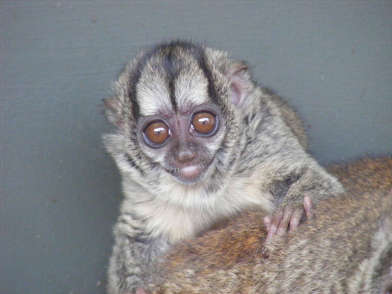 Maimuța nocturnă (Aotus lemurinus) trăiește în America Centrala și de Sud