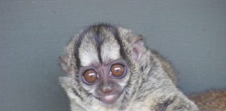 Maimuța nocturnă (Aotus lemurinus) trăiește în America Centrala și de Sud