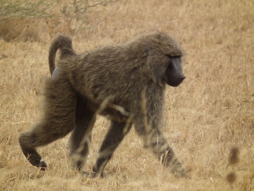 Maimuțe primate - Babuinul măsliniu (Papio anubis)