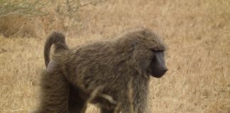 Maimuțe primate - Babuinul măsliniu (Papio anubis)