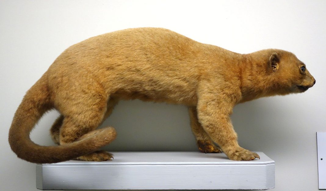 Mamifere arboricole - Kinkaju (Potos flavus) Mamifere arboricole - Kinkaju (Potos flavus)