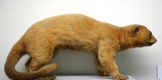 Mamifere arboricole - Kinkaju (Potos flavus)