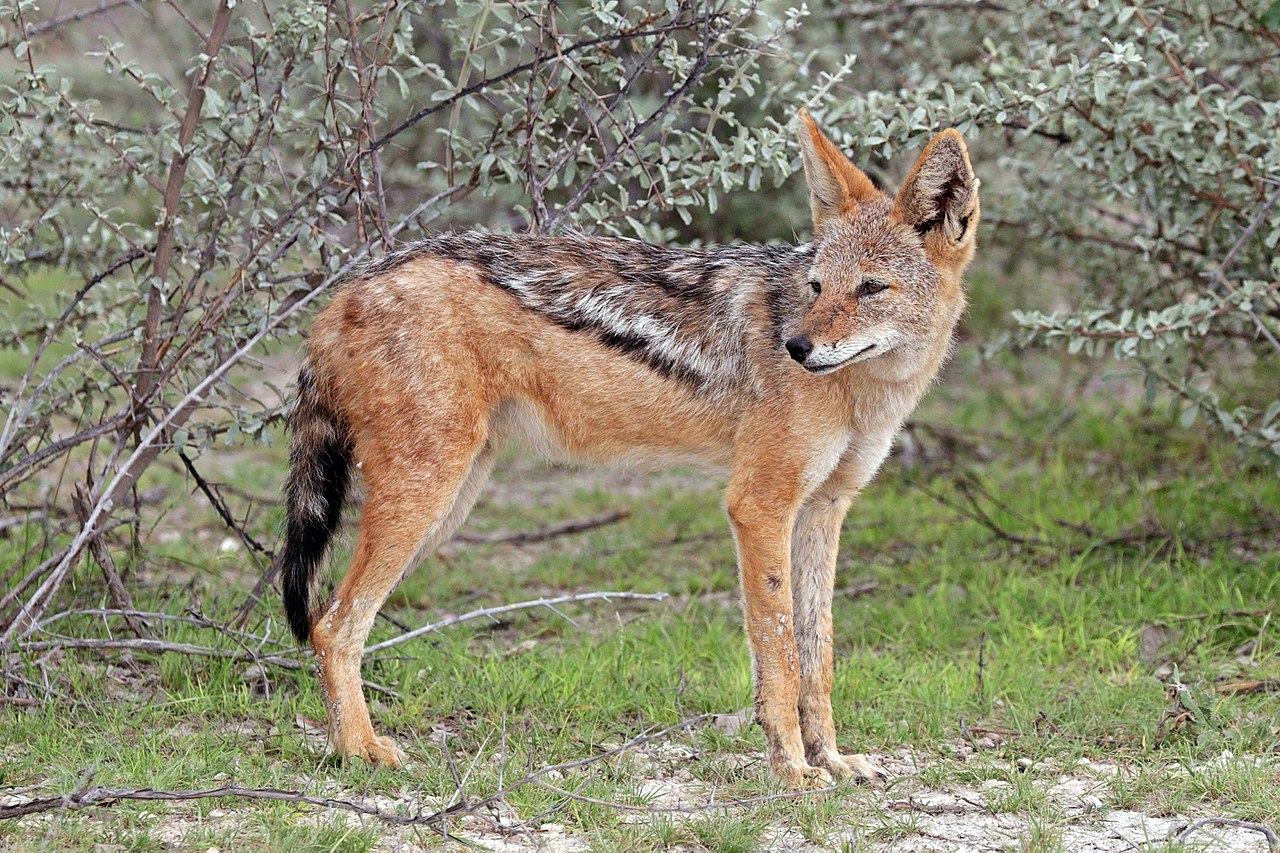 Mamifere carnivore sălbatice - Șacalul cu spatele negru (Canis mesomelas)