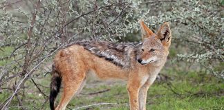 Mamifere carnivore sălbatice - Șacalul cu spatele negru (Canis mesomelas)