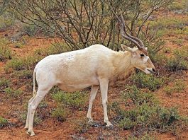 Mamifere copitate - Antilopa mendes (Addax nasomaculatus)