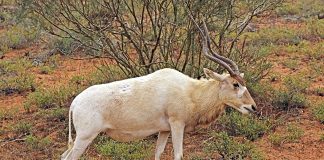 Mamifere copitate - Antilopa mendes (Addax nasomaculatus)