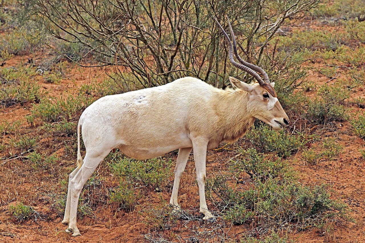 Mamifere copitate - Antilopa mendes (Addax nasomaculatus)