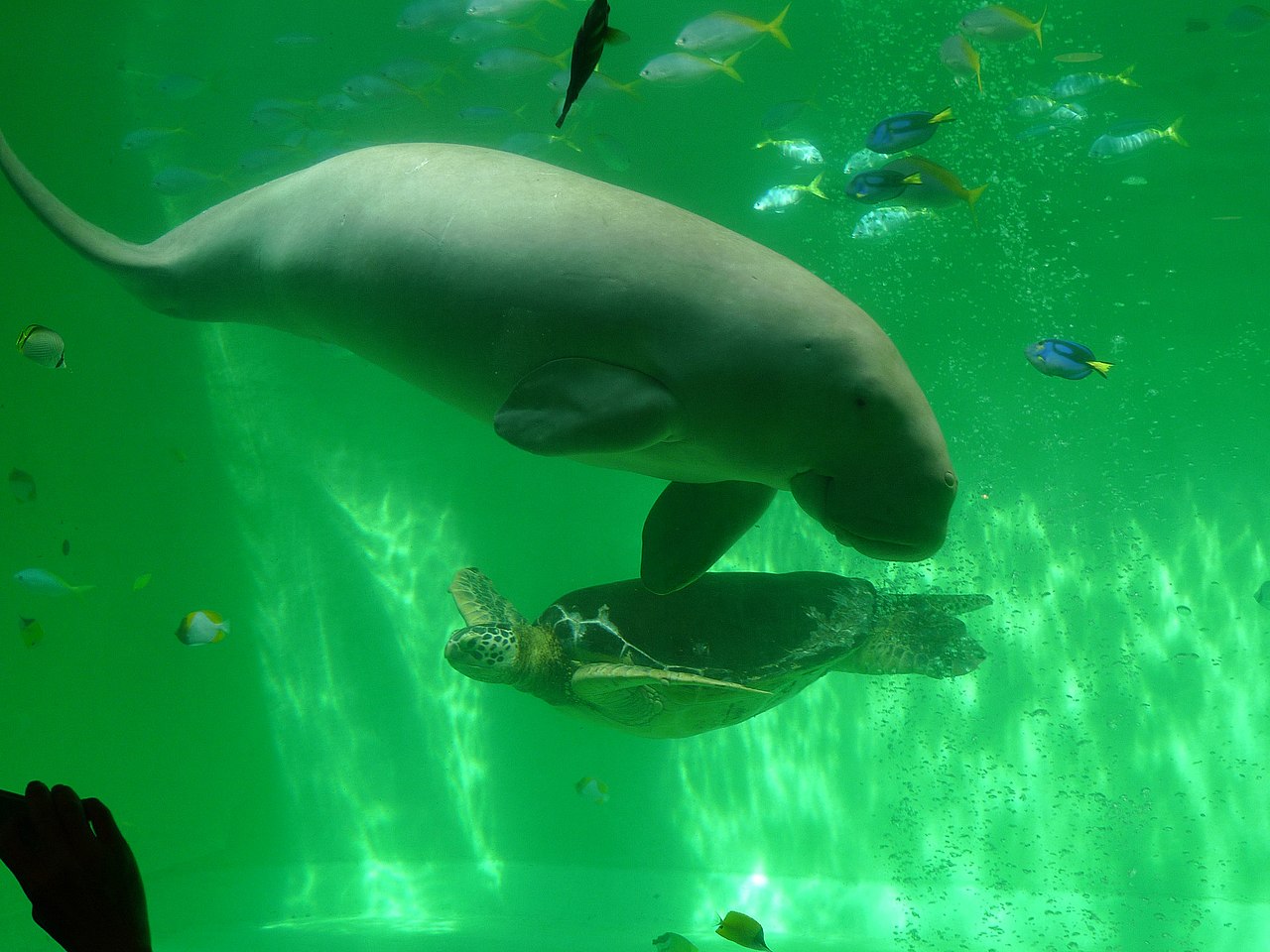 Mamifere marine - Dugongul (Dugong dugon), află totul despre ele