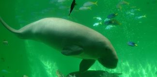 Mamifere marine - Dugongul (Dugong dugon), află totul despre ele